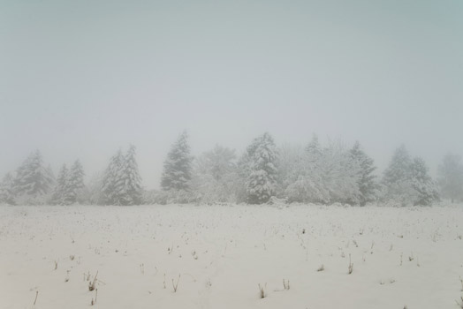 SnowTrees